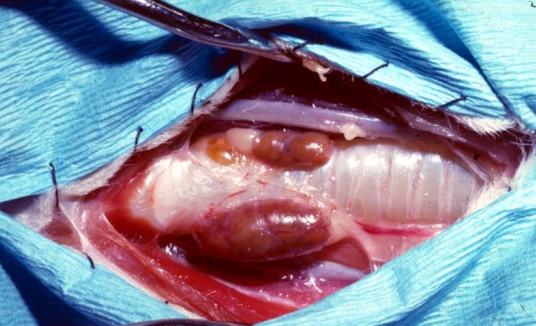 Thyroid removal in cats best sale